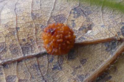 <i>Cynips quercusfolii</i>