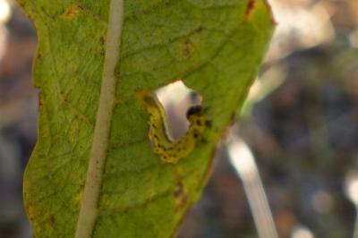 <i>Nematus septentrionalis</i>