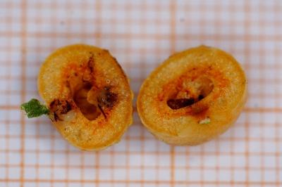 <i>Cynips longiventris</i>