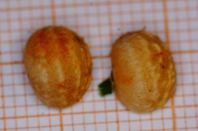 <i>Cynips longiventris</i>