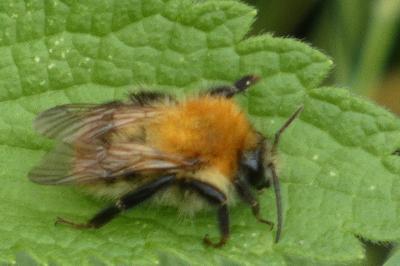 <i>Bombus</i>