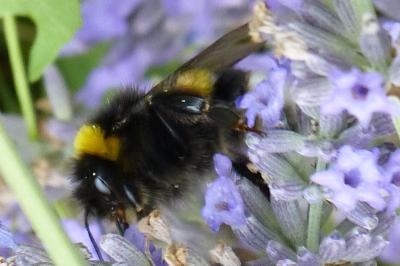 <i>Bombus sp (terrestris/lucorum/cryptarum/magnus)</i>