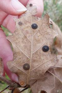 <i>Neuroterus quercusbaccarum</i>