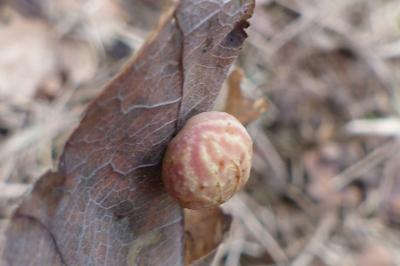 <i>Cynips longiventris</i>