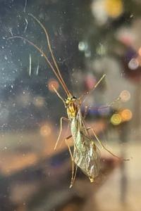 <i>Ophion luteus</i>