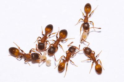 <i>Temnothorax affinis</i>