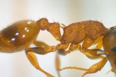 <i>Temnothorax affinis</i>
