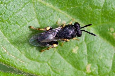 <i>Brachymeria</i>