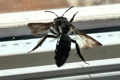<i>Andrena agilissima</i>