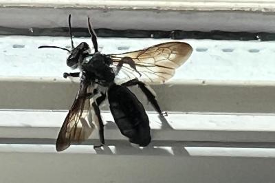 <i>Andrena agilissima</i>