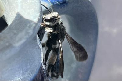 <i>Andrena agilissima</i>