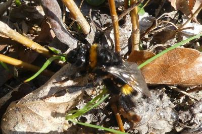 <i>Bombus sp (terrestris/lucorum/cryptarum/magnus)</i>