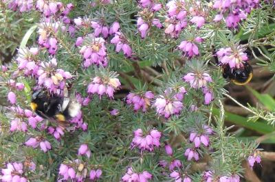 <i>Bombus sp (terrestris/lucorum/cryptarum/magnus)</i>