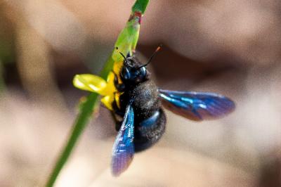 <i>Xylocopa violacea</i>
