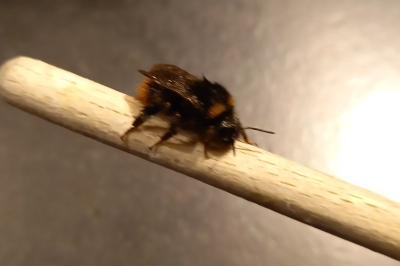 <i>Bombus lapidarius</i>