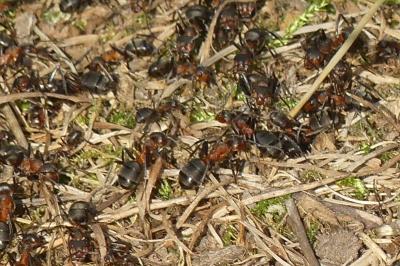 <i>Formica fusca</i>
