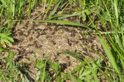 <i>Formica fusca</i>