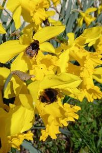 <i>Bombus</i>