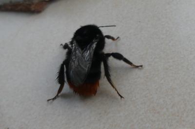 <i>Bombus lapidarius</i>