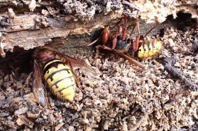 <i>Vespa crabro</i>
