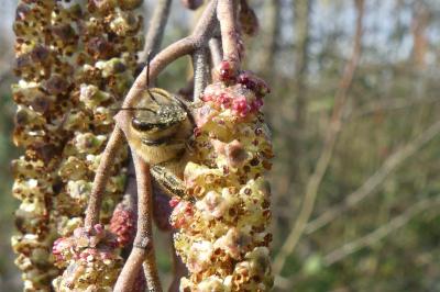 <i>Apis mellifera</i>