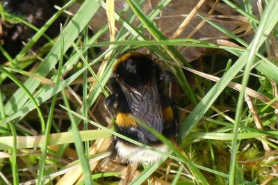 <i>Bombus sp (terrestris/lucorum/cryptarum/magnus)</i>