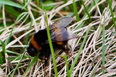 <i>Bombus</i>