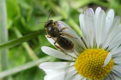 <i>Andrena</i>