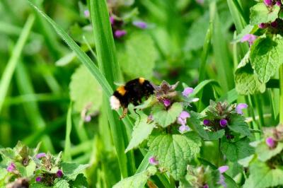 <i>Bombus</i>