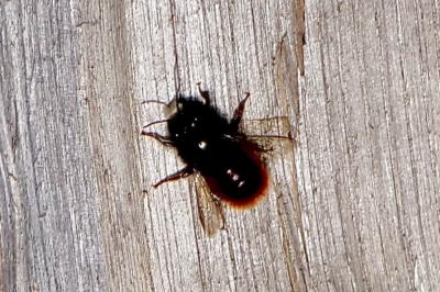 <i>Osmia cornuta</i>