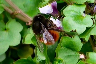 <i>Osmia cornuta</i>