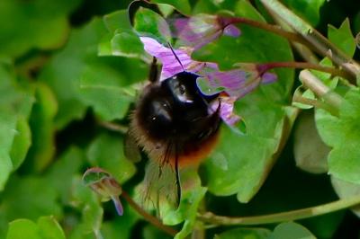 <i>Osmia cornuta</i>