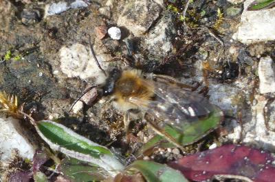 <i>Andrena</i>