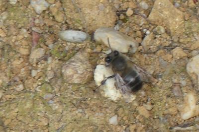 <i>Andrena</i>