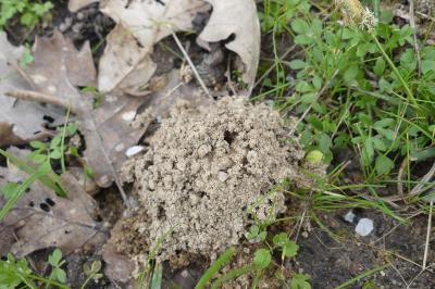 <i>Andrena</i>