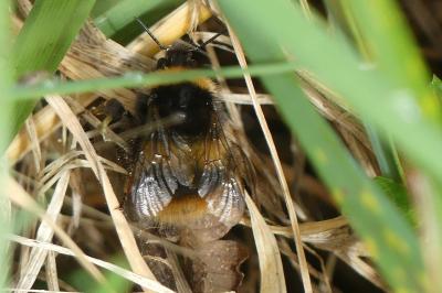 <i>Bombus pratorum</i>