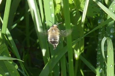<i>Anthophora plumipes</i>