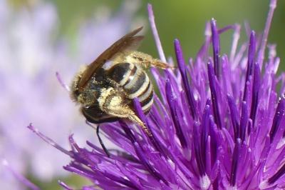 <i>Halictus scabiosae</i>