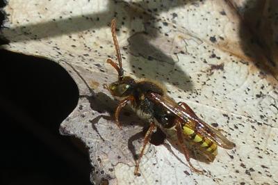 <i>Nomada lathburiana</i>