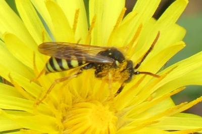 <i>Nomada succincta</i>