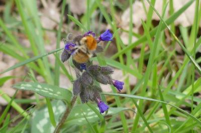 <i>Bombus sp (pascuorum/humilis/muscorum)</i>