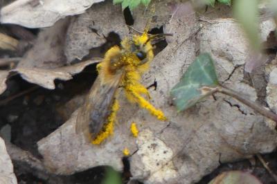 <i>Andrena</i>