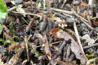 <i>Formica rufa</i>