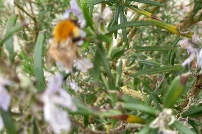 <i>Bombus pascuorum</i>