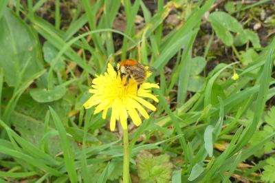 <i>Bombus sp (pascuorum/humilis/muscorum)</i>