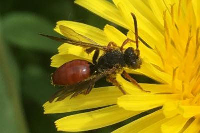 <i>Sphecodes albilabris</i>