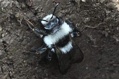 <i>Andrena cineraria</i>