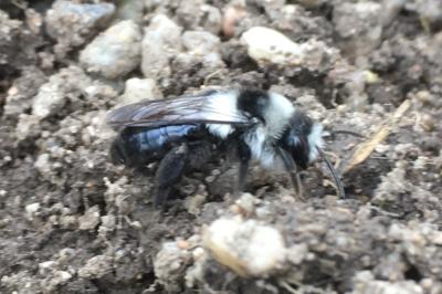 <i>Andrena cineraria</i>