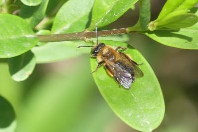 <i>Andrena flavipes</i>