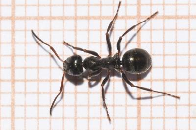 <i>Formica gagates</i>